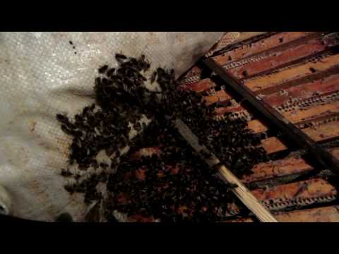 Видео: Состояние пчелосемей на 31 декабря 2016 года, пасека на среднем Урале в Свердловской области.