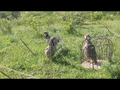 Видео: 26 апреля 2024 г.