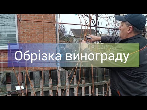 Видео: Обрізка винограду та формування плодових стрілок.