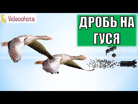 Видео: Какой дробью стрелять гуся на охоте? Videoohota