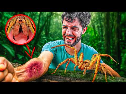 Видео: Укусила БАНАНОВАЯ ПАУК!!! Худшие укусы #6