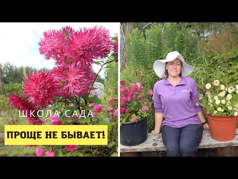 Видео: Проще нельзя! Астры в ведрах
