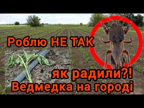 Видео: Ведмедика на городі. Як боротися? Одне вірне рішення!