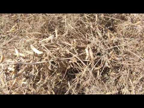 Видео: Збирання гороху зимуючого Балтрап!