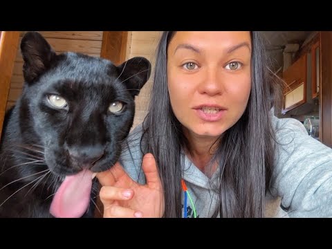 Видео: У пантеры Луны 4000000 друзей 😍🥳❤️
