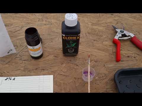 Видео: Эти топовые укоренители для винограда не "ОБОСРУТСЯ"Идиальны для домашнего укорененияПРОВЕРЕНО