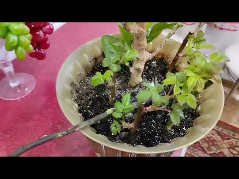 Видео: Черенкование Роз без парникового эффекта.