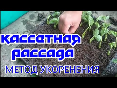Видео: Сажаем кассетную рассаду клубника Кабрилло!