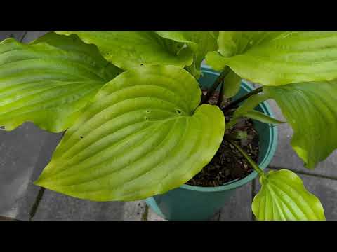 Видео: Первый обзор хост в этом году. - Что натворил шторм в моем саду?