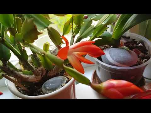 Видео: Дом в цветах// Цветут декабристы.