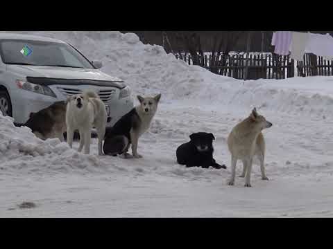 Видео: В Сыктывкаре активизировались догхантеры.