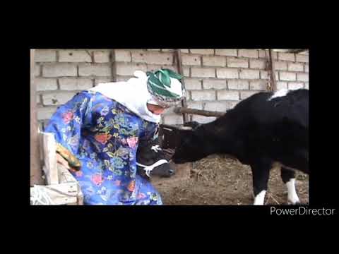 Видео: Дар н.Мастчох Гусола бо нухтааш тавалуд шудааст.