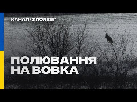 Видео: Полювання на вовка - історія як нам вдалося добути вовка ( архів 2021 р.)