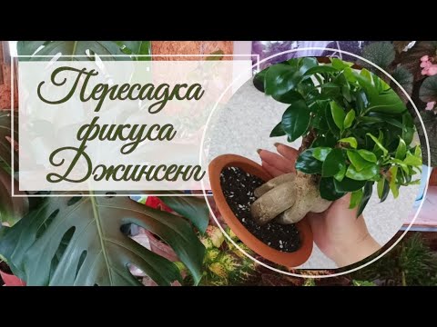 Видео: Пересадка фикуса Джинсенг.