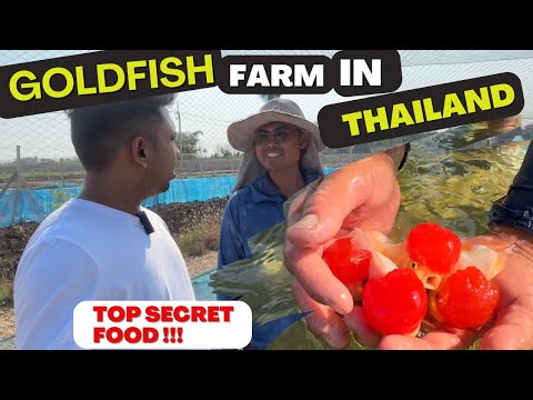 Видео: Ферма по разведению золотых рыбок в Таиланде. Секрет еды раскрыт!!!
