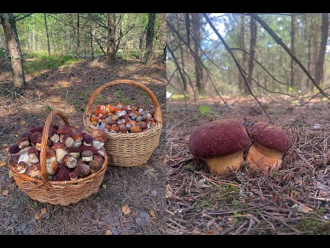 Видео: Июньская грибная сказка! Грибы не выпускают из леса! Беларусь 2024