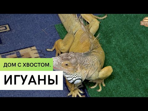 Видео: Игуаны \ Разведение и содержание в домашних условиях \ Дом с хвостом