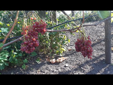 Видео: 6.09.25 🍇Виноград: успіх і розчарування