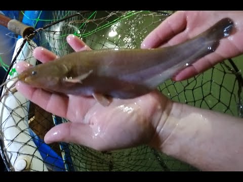 Видео: Выращивание карпа и сома  в узв. 27.11.2019г.