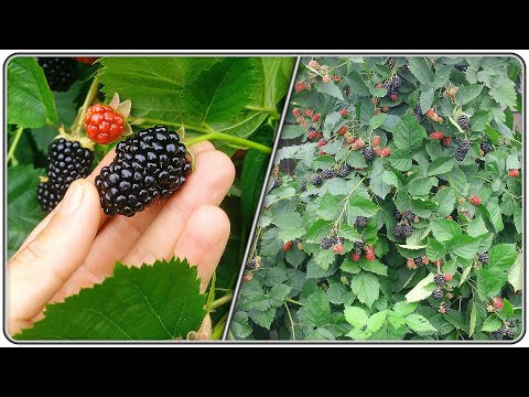 Видео: 148. Ежевика. В поисках идеальной грядки