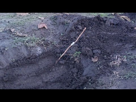 Видео: Висаджуємо саджанці 🍇🍇🍇