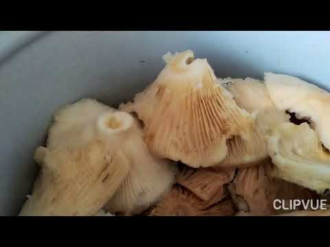 Видео: Старый дедовский способ засолки сырых груздей.