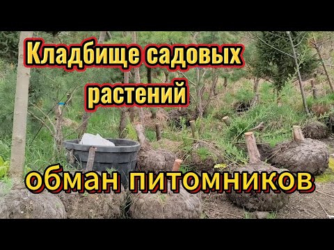 Видео: Как нас обманывают в питомниках растений