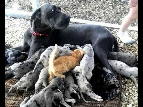 Видео: 🐕 Новые смешные животные! 😅 Самые смешные видео о собаках и кошках 2024 года! 🐶😺