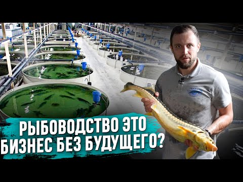 Видео: БИЗНЕС НА РЫБЕ. Всё Настолько ПЕЧАЛЬНО Как ВСЕ ГОВОРЯТ?