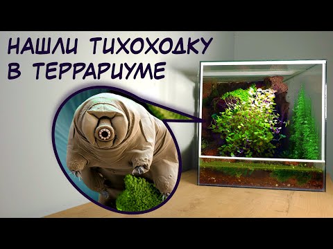 Видео: ТЕРРАРИУМ 10 МЕСЯЦЕВ СПУСТЯ. НАШЛИ ТИХОХОДКУ В ТЕРРАРИУМЕ!!!