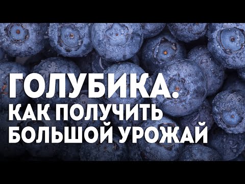 Видео: ⚡️⚡️Кусты голубики не будут плодоносить и пропадут, если не выполнять эти простые правила!