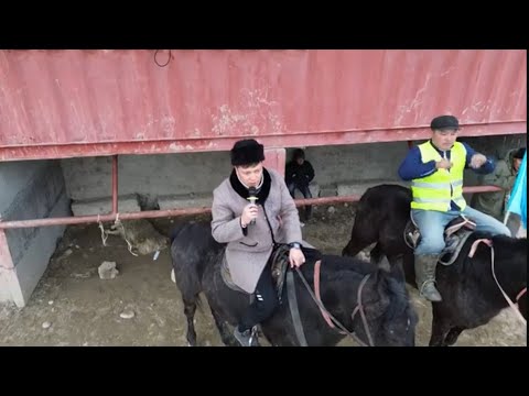 Видео: 08 02 2025 Сайрам ауданы, Ақбұлақ ауылы, қонысовтар әулеті, Бата Көкпар