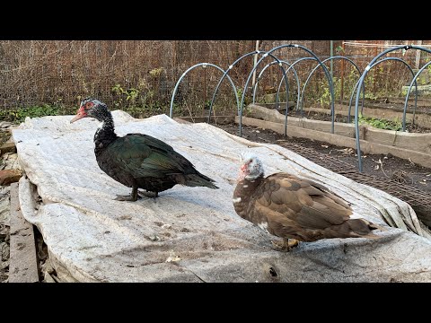 Видео: 🚫Проблема🤦🏼‍♀️перелетают куры через забор🚁летают хищные птицы🔗Решение:натягиваем сетку!1,2 ноября25г