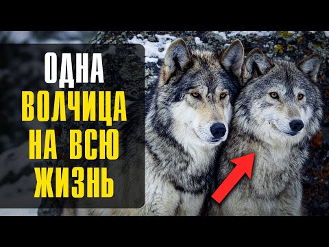 Видео: Как Волк выбирает себе волчицу — и почему остаётся с ней навсегда