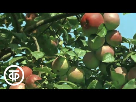 Видео: Июль. Из цикла "Двенадцать месяцев" (1977)