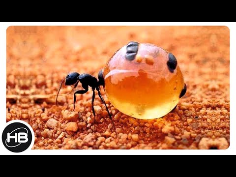 Видео: 10 Самых Интересных Видов Муравьёв