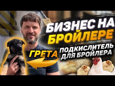 Видео: Подкислитель для бройлера, выращивание бройлера летом, бизнес на бройлере кобб 500