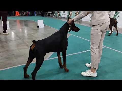 Видео: Доберман Евразия 2024 . 17.11.24. Кобели Открытый класс.