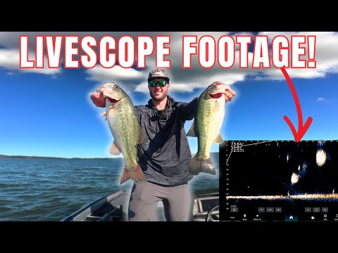 Видео: СЕКРЕТ рыбалки на озере Гантерсвилль LIVESCOPE!