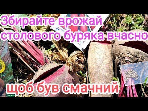 Видео: Не ігноруйте правила вирощування столового буряка.