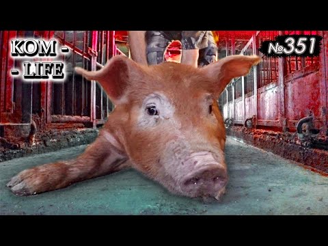 Видео: Комбикорм в ДВА раза дешевле / Начало эксперимента