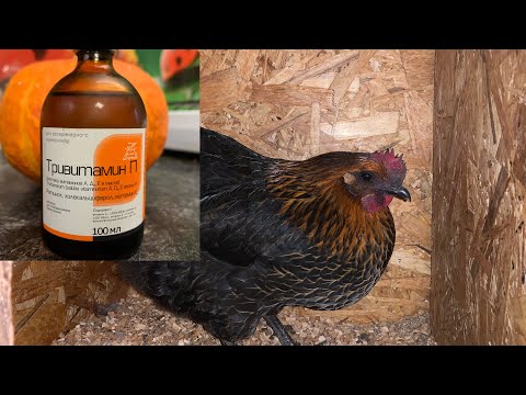 Видео: Как всегда очень полезная мешанка с ТРИВИТАМИНОМ//купила отруби те что мне очень нравятся//28,10,25г