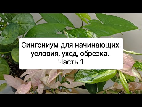 Видео: Сингониум для начинающих: условия, уход, обрезка. Часть 1