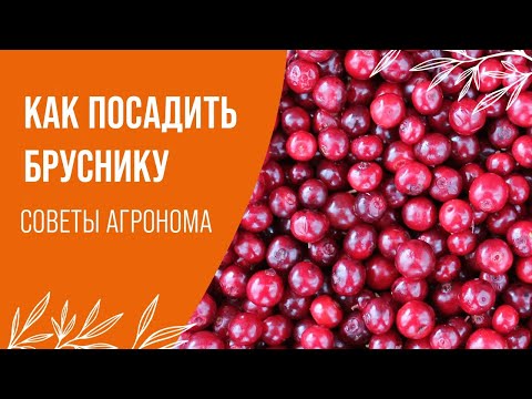 Видео: БРУСНИКА | ВСЁ, ЧТО ВЫ ХОТЕЛИ ЗНАТЬ О ЯГОДЕ БЕССМЕРТИЯ