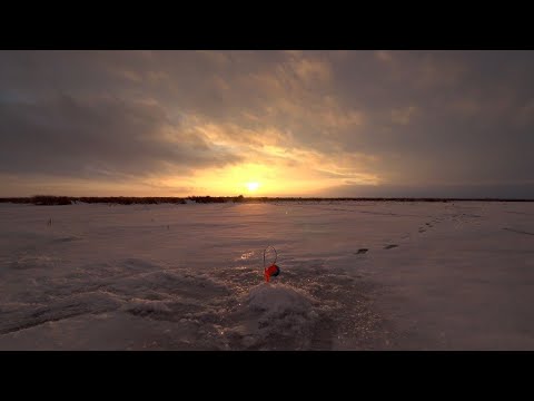 Видео: ЩУКА НЕ ДАЕТ ПОКОЯ .РЫБАЛКА НА ЖЕРЛИЦЫ. часть 2.