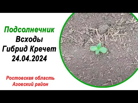 Видео: 🌻Подсолнечник | Всходы | Кречет (Щелково Агрохим) | 24 апреля 2024