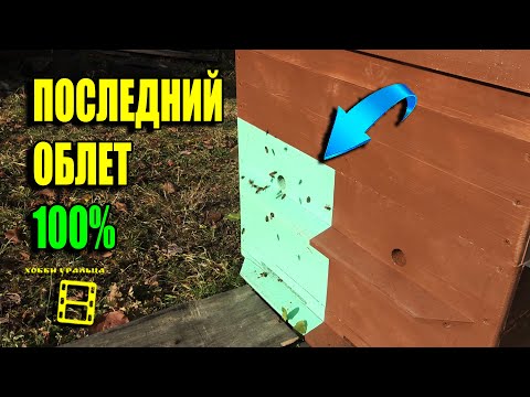 Видео: ОРГАНИЗАЦИЯ ПОСЛЕДНЕГО ОБЛЕТА ПЧЕЛ И ВСЕ, ЧТО С НИМ СВЯЗАНО. ДЛЯ НАЧИНАЮЩИХ ПЧЕЛОВОДОВ 22-41