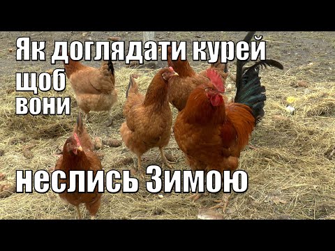 Видео: Корм для кур несучок, дешевий, доступний і дієвий.   Що робити щоб кури неслися зимою