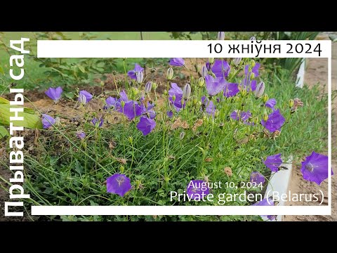 Видео: Прыватны сад у Беларусі, 10.08 / Private garden. Belarus, August 10 (SUB)