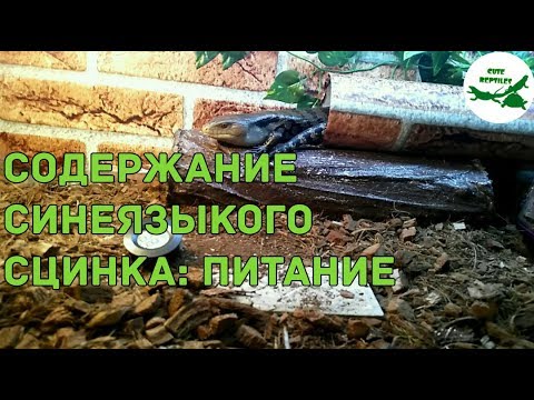 Видео: содержание синеязыкого сцинка: питание (2 часть)